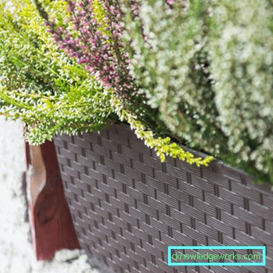Flori pe balcon - cum sa le faci