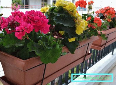 Flori pe balcon - cum sa le faci