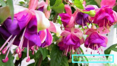 Flori pe balcon - cum sa le faci