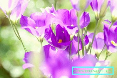 316-Eustoma perenă