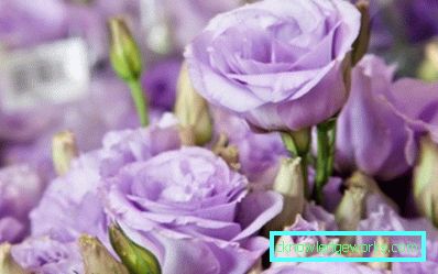 316-Eustoma perenă