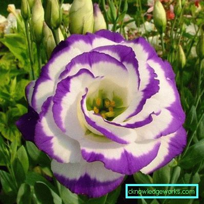 316-Eustoma perenă
