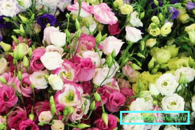 316-Eustoma perenă