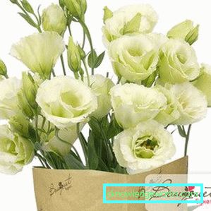 316-Eustoma perenă