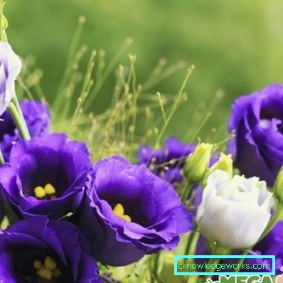 316-Eustoma perenă