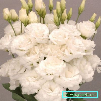 316-Eustoma perenă