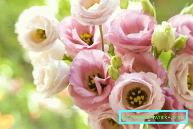 316-Eustoma perenă