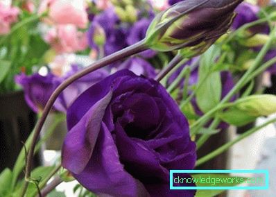 316-Eustoma perenă