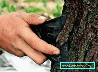 104 - Cum să tratăm copacii din țară