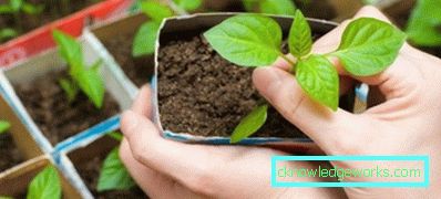 Cum să faci o mini-seră pe pervazul ferestrei? Cum să faci o mini-seră pe pervazul ferestrei?