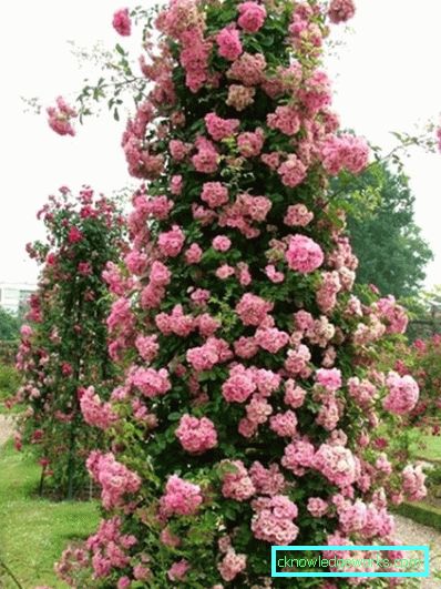 Coborârea Rose