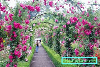 Coborârea Rose
