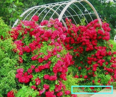 Coborârea Rose