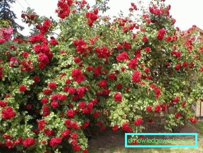 Coborârea Rose