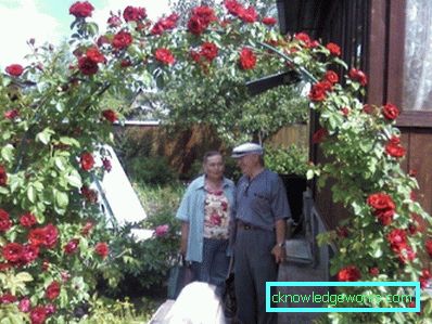 Coborârea Rose
