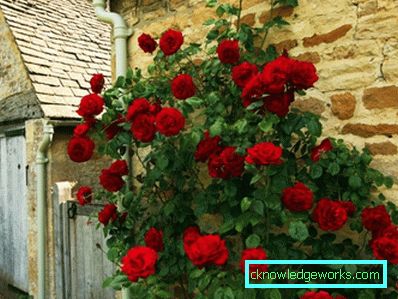 Coborârea Rose