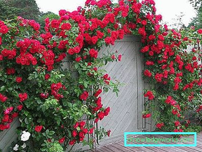Coborârea Rose