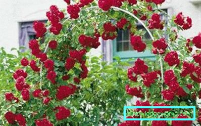Coborârea Rose