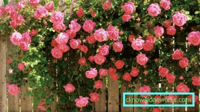 Coborârea Rose