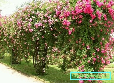 Coborârea Rose
