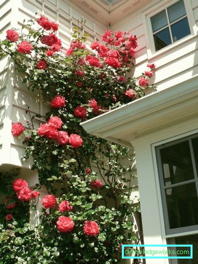 Coborârea Rose