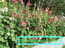 235-perene de trandafiri (mallow