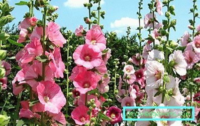 235-perene de trandafiri (mallow