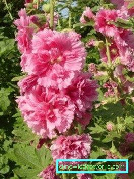 235-perene de trandafiri (mallow