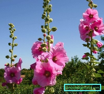 235-perene de trandafiri (mallow