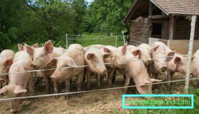 227-Pigsti cu mainile tale