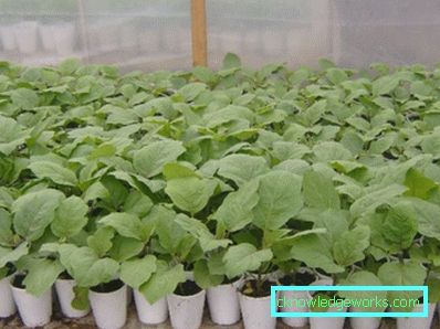 190-Cultivarea vinetelor în seră