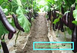 190-Cultivarea vinetelor în seră
