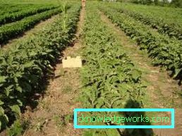 190-Cultivarea vinetelor în seră