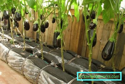 190-Cultivarea vinetelor în seră